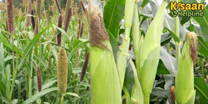 जानिए ग्रीष्मकालीन बाजरा एवं मक्का की खेती संबंधित महत्वपूर्ण जानकारी